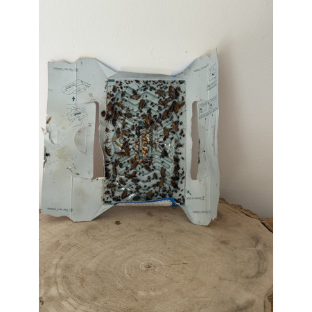 piege Sticky box