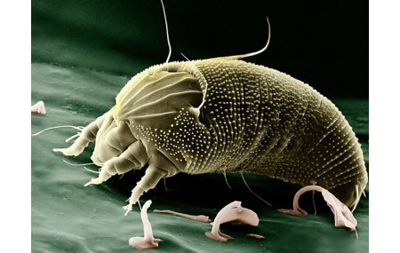 Qu’est ce que les mites?