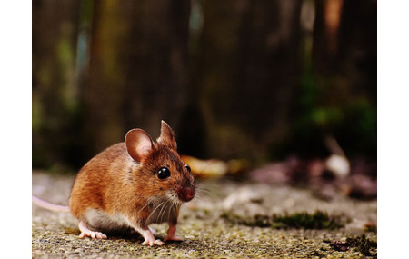 Les ravages des souris et mulots