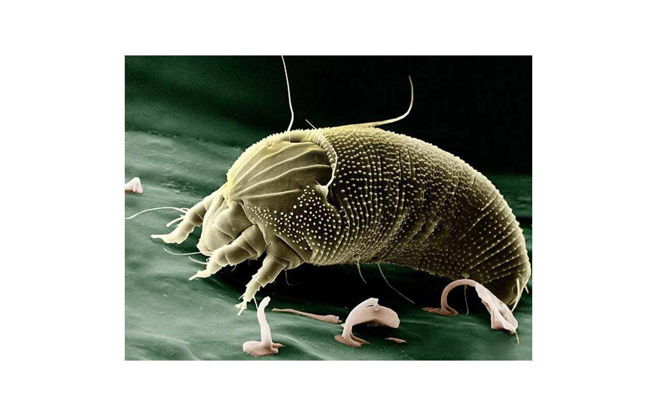 Qu’est ce que les mites?