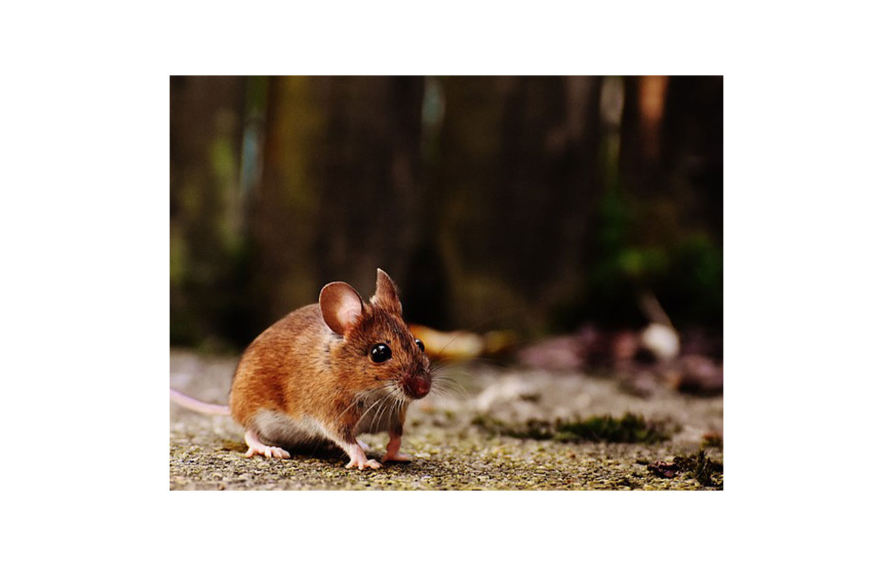 Les ravages des souris et mulots